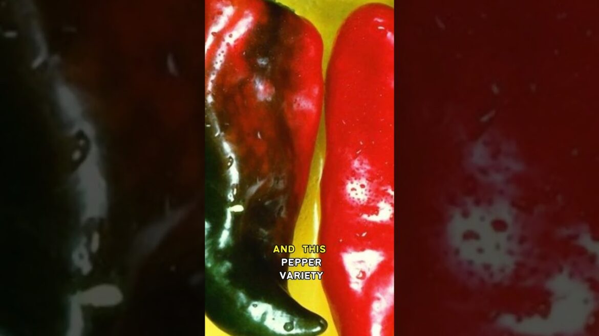 Growing Anaheim Chili Pepper - Part 2: Update & Progress | Shorts