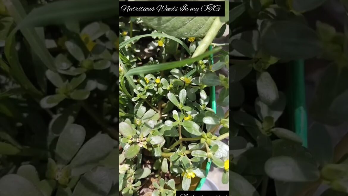 Edible Weeds -Full of Nutrients in My Terrace Garden सेहत का खज़ाना #shortsviral #satisfying #shorts Edible Weeds -Full of Nutrients in My Terrace Garden सेहत का खज़ाना #shortsviral #satisfying #shorts