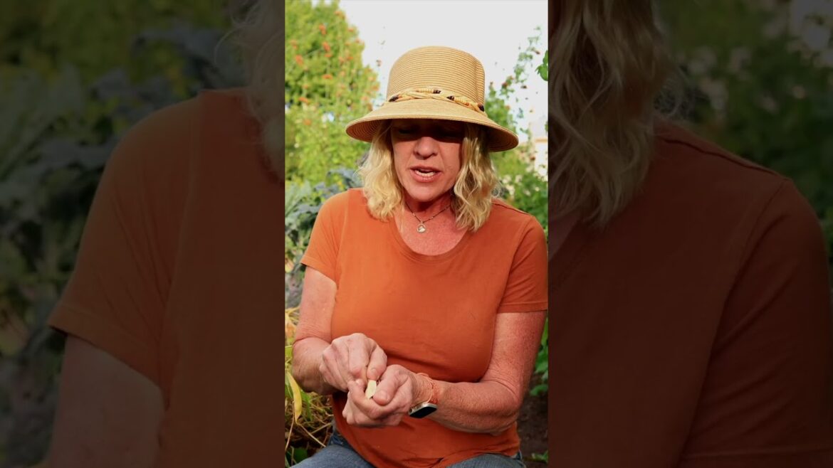 Harvesting  Dry Beans For Winter Storage   #fallgardening #garden #organic