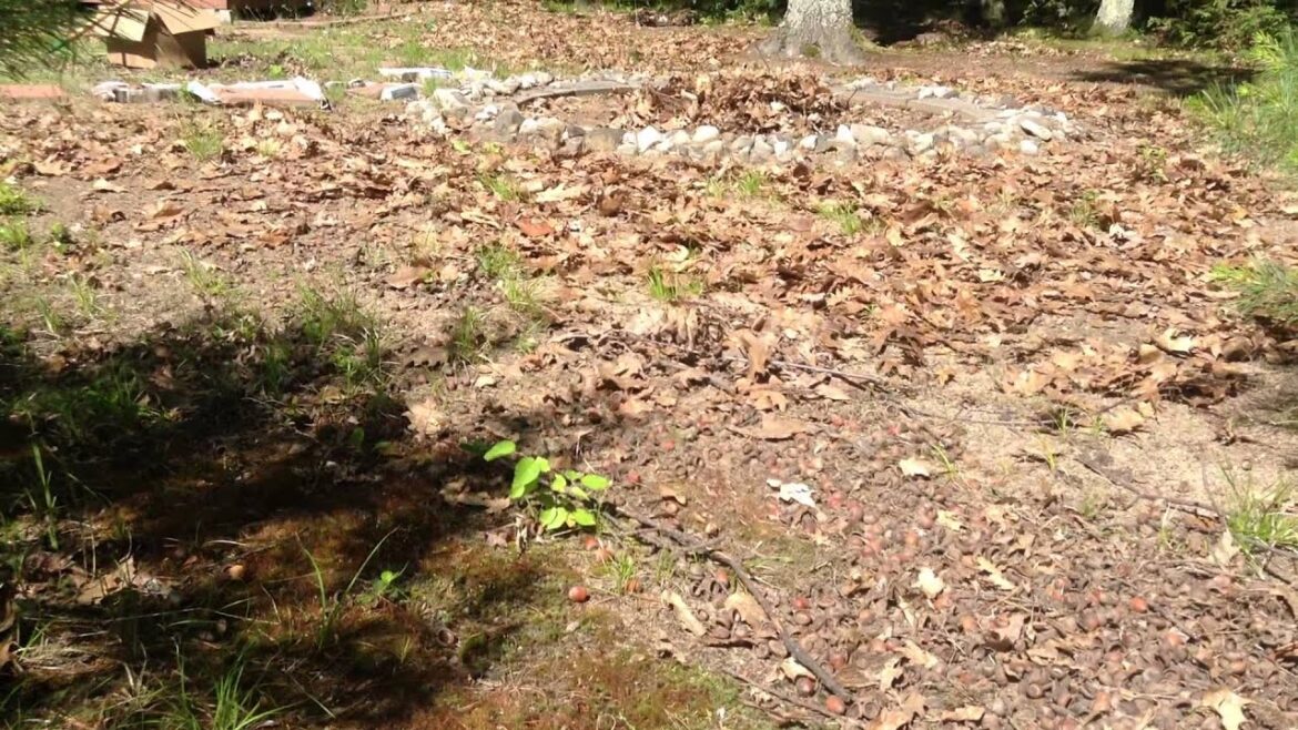 Edible Landscaping - Northern Michigan Wild Edibles (The Acid Trip)