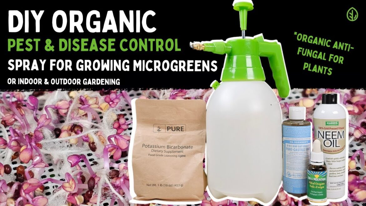 DIY Organic Pest & Disease Control Spray for Growing Microgreens and Gardening | Prophylactic
