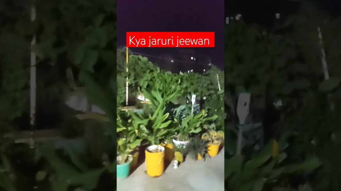 #terracegarden #shorts terrace garden #shortsvideo  #youtube #terracegarden #shorts terrace garden #shortsvideo  #youtube