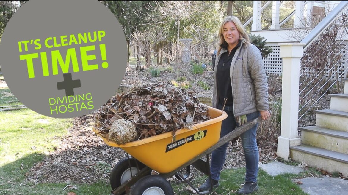 Garden cleanup | Dividing hostas | The Impatient Gardener