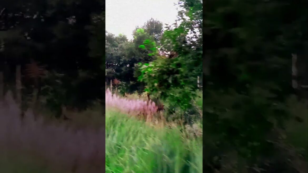 #trending #viralreels #nature #youtube #gardendesign #reelitfeelit #shortvideo #vlog