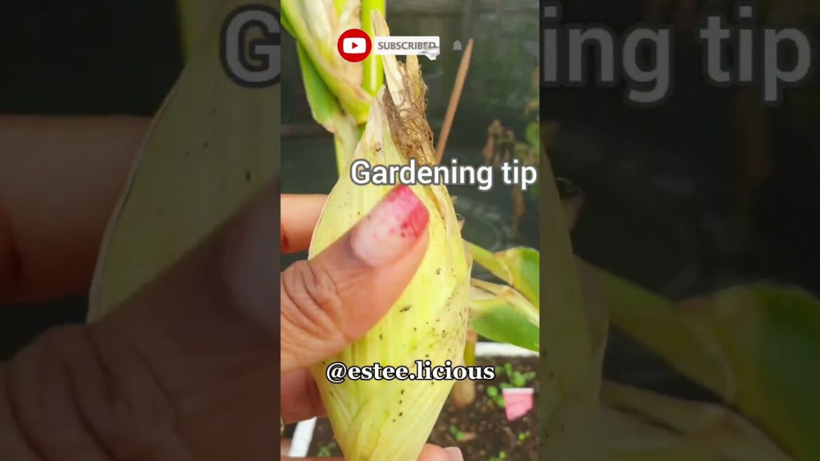 Save Money in the Garden by Saving Seeds from your corn #shorts