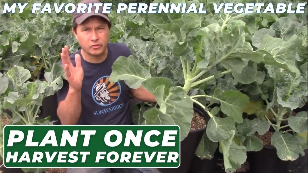 Eternal Harvest: My Favorite Vegetable You Plant Once & Enjoy Forever Eternal Harvest: My Favorite Vegetable You Plant Once & Enjoy Forever
