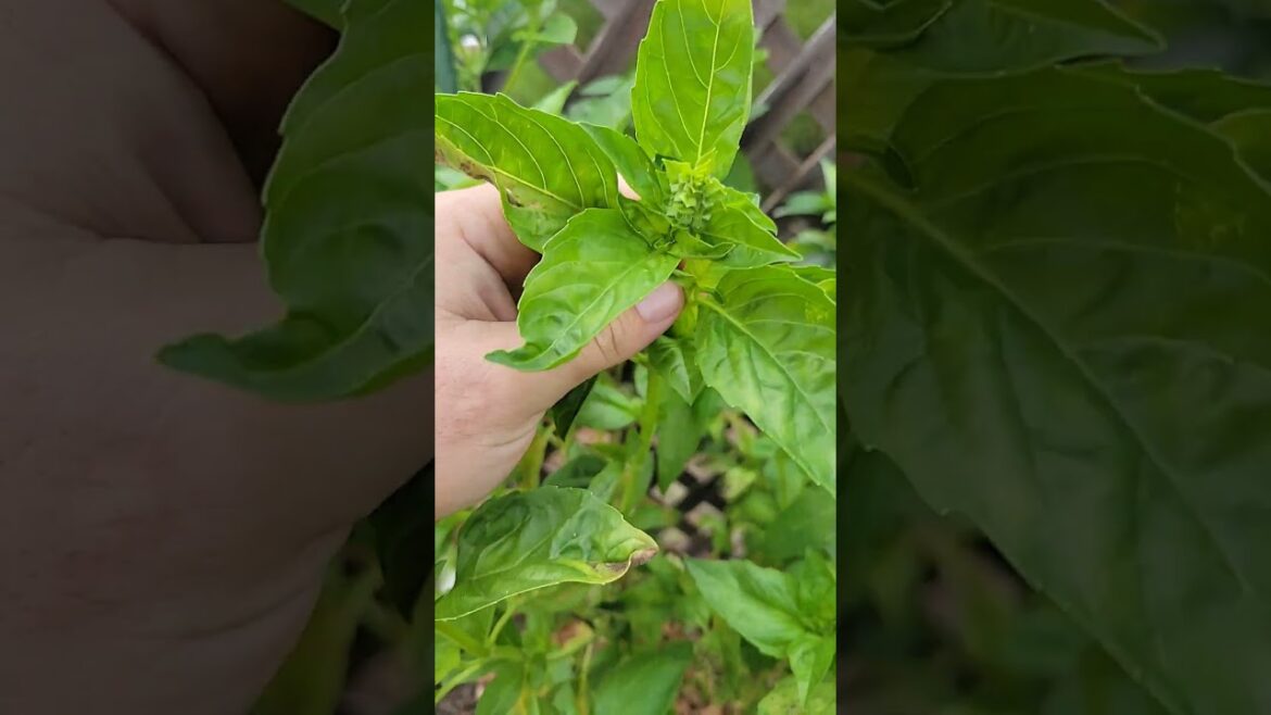 How to Grow Big Basil