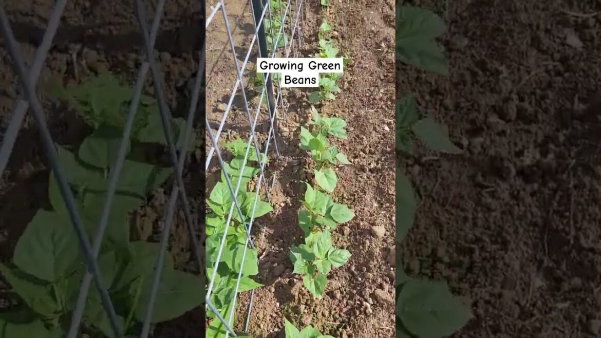 Our Green beans/Backyard Garden/#shorts