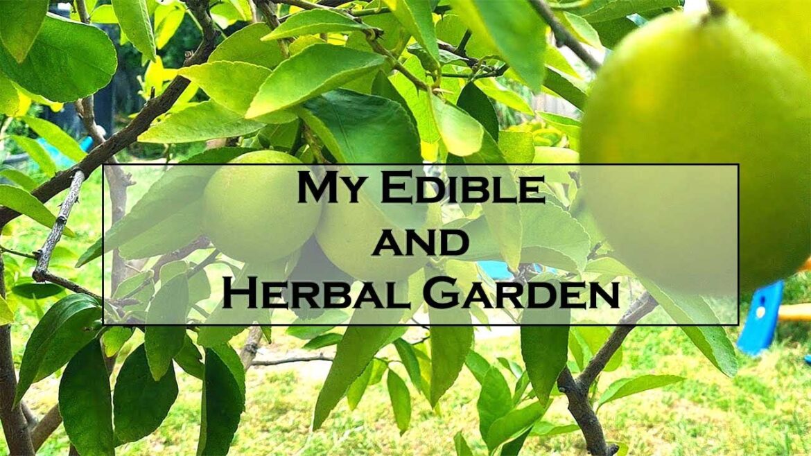 Asian garden full of EDIBLE plants ORGANIC and sustainable garden  | BUHAYMOTHER Asian garden full of EDIBLE plants ORGANIC and sustainable garden  | BUHAYMOTHER