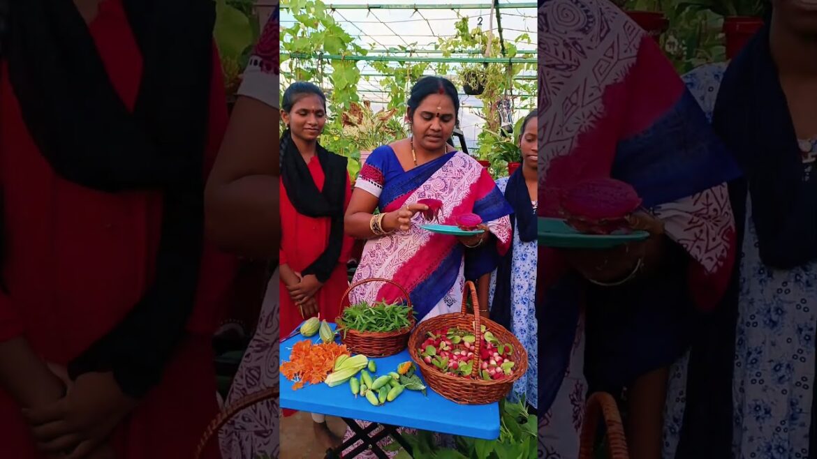 Growing Dragon Fruit From Seeds in the Garden | Growing Seeds Tips | #dragon #dragonfruit #tips