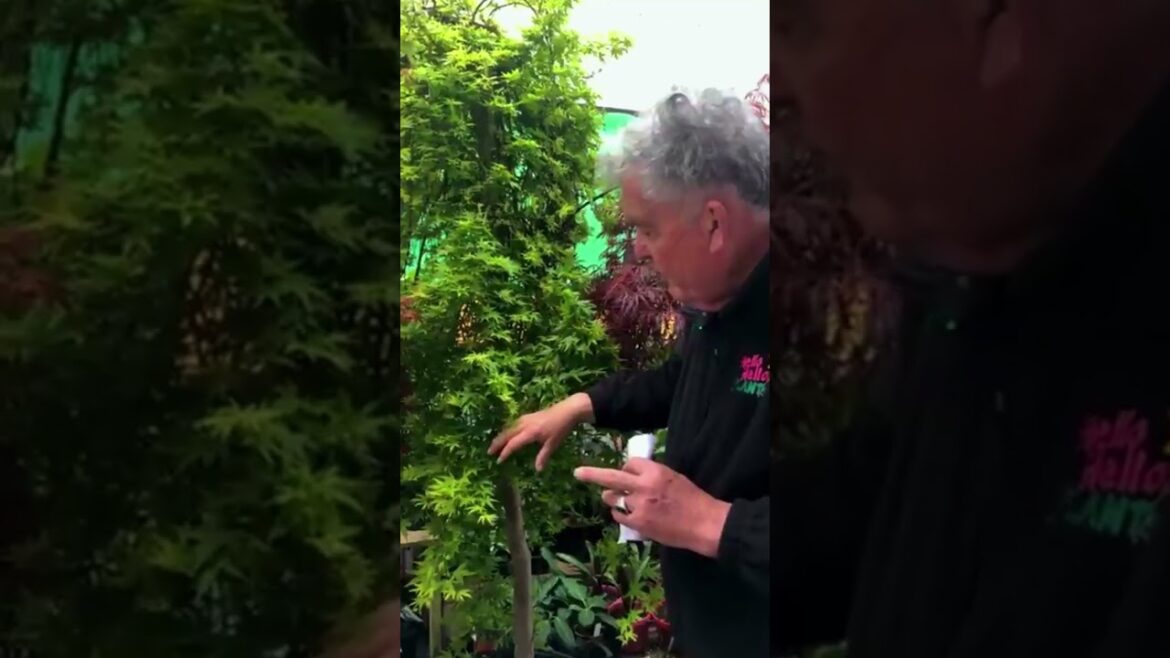 Chris shares knowledge about JapanesešPart VIIāØ7ļøā£ā Chris shares knowledge about JapanesešPart VIIāØ7ļøā£ā