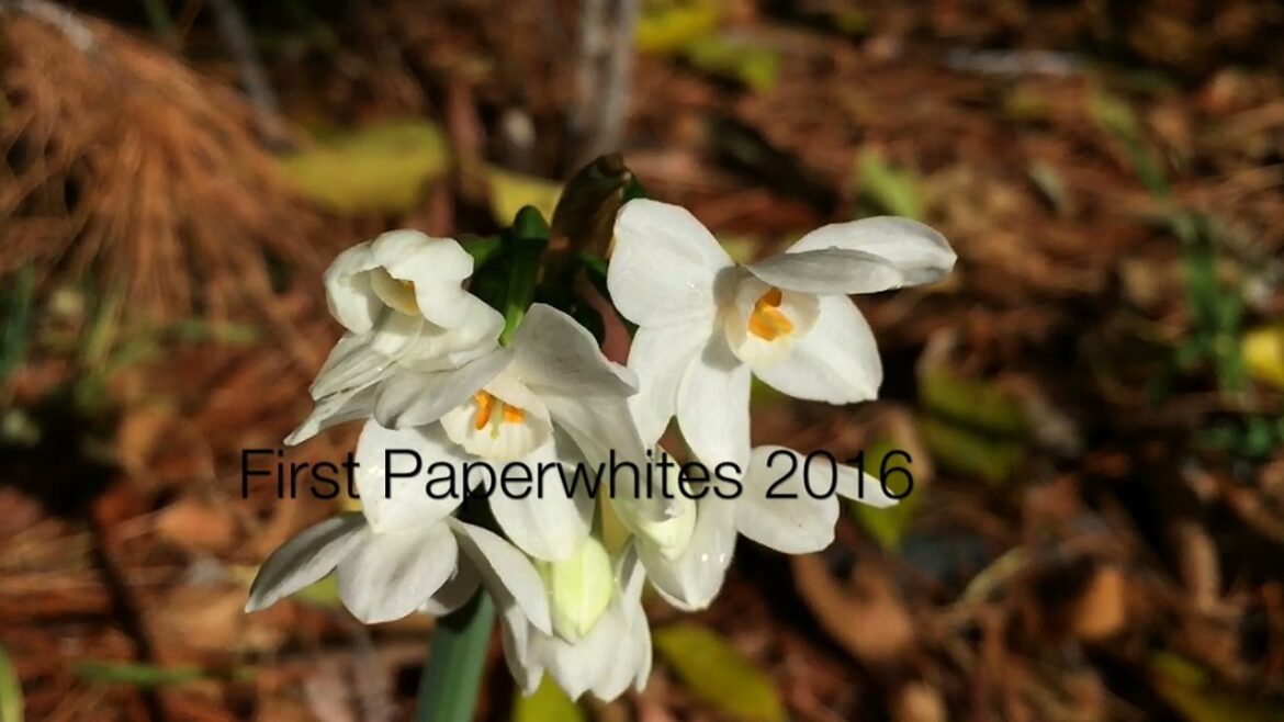 First Paperwhites 2016 – A Minute in the Garden 51 from A Gardener’s Notebook First Paperwhites 2016 - A Minute in the Garden 51 from A Gardener's Notebook
