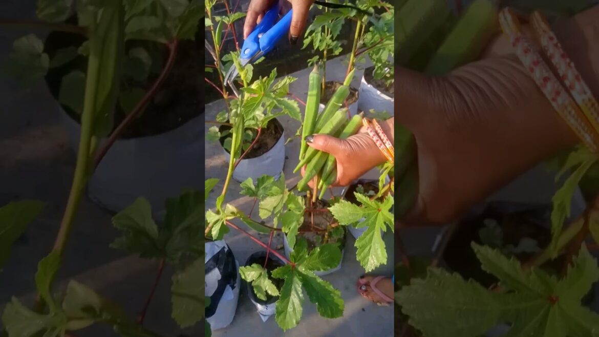 Harvesting Vegetables #shorts #youtubeshorts #terrace #gardening Harvesting Vegetables #shorts #youtubeshorts #terrace #gardening