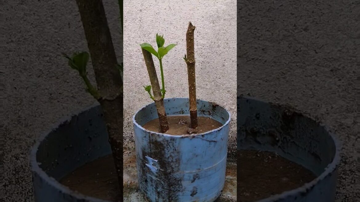 Make flower pots out of unused items #gardening #garden plants #gardening tips#plant #short video#7