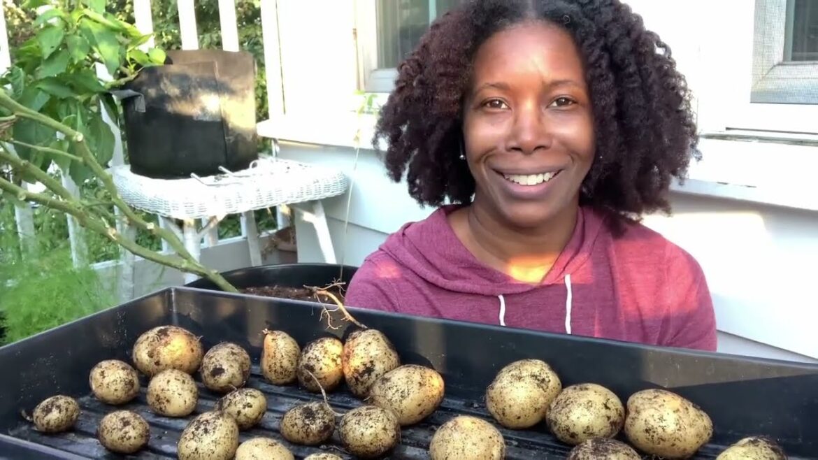 Balcony Garden Potato Harvest | From Planting to Harvest Day Balcony Garden Potato Harvest | From Planting to Harvest Day