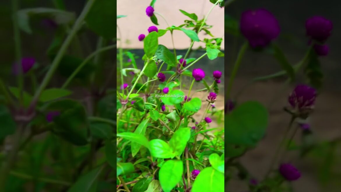 Boost Your Home's Beauty with Stunning Garden Design Ideas 🪻#shorts #viral