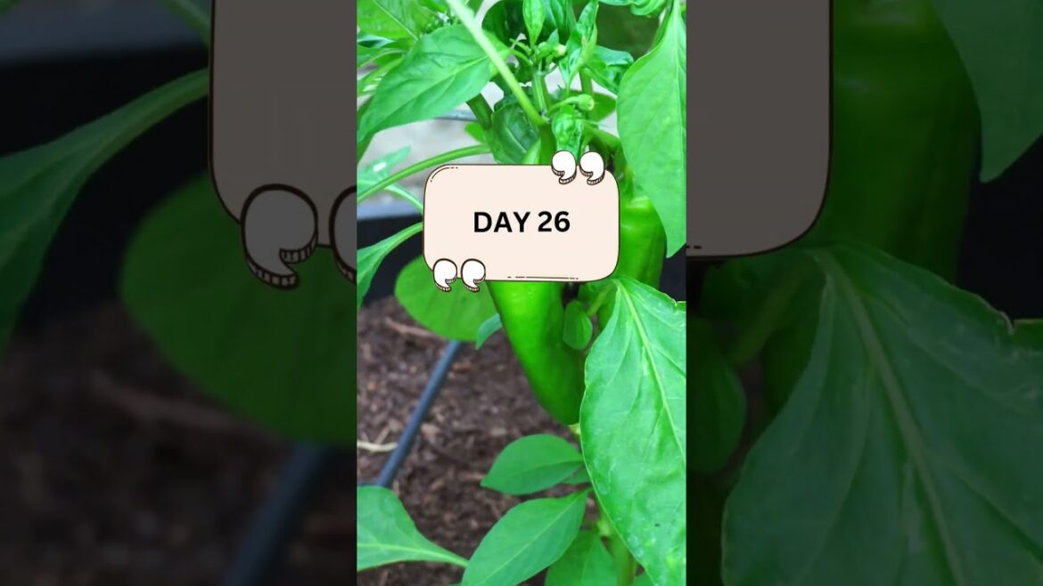 Watch Chili Plants Grow: A Mesmerizing Time Lapse | Shorts