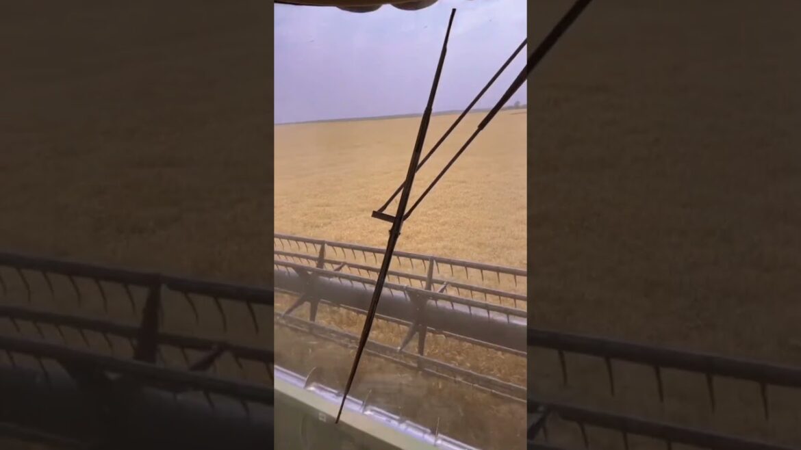 #agriculture #youtubeshorts #farming #noamancreation #farmforsale