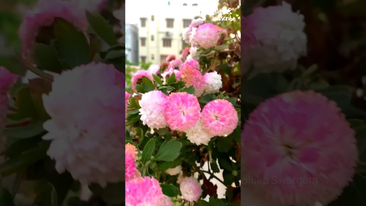 Chamanti puvvulu beautiful flowers chrysanthemum- terrace garden#shorts #youtubeshorts #viral Chamanti puvvulu beautiful flowers chrysanthemum- terrace garden#shorts #youtubeshorts #viral