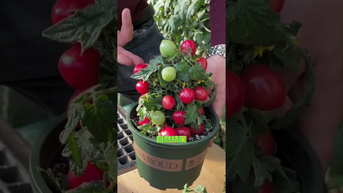 Simple tips growing garden at home by MeiMei #short #vegetable Simple tips growing garden at home by MeiMei #short #vegetable