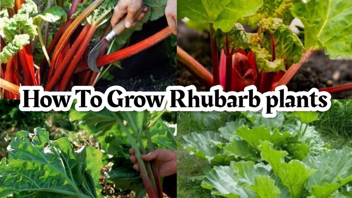 Rhubarb From Planting To Harvest| How to grow Rhubarb plants| complete growing guide Rhubarb From Planting To Harvest| How to grow Rhubarb plants| complete growing guide