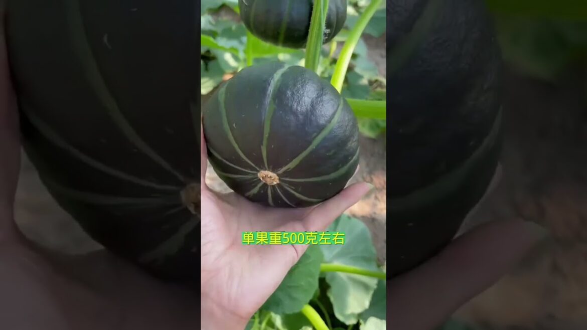 Simple tips growing garden at home by MeiMei #short #vegetable Simple tips growing garden at home by MeiMei #short #vegetable