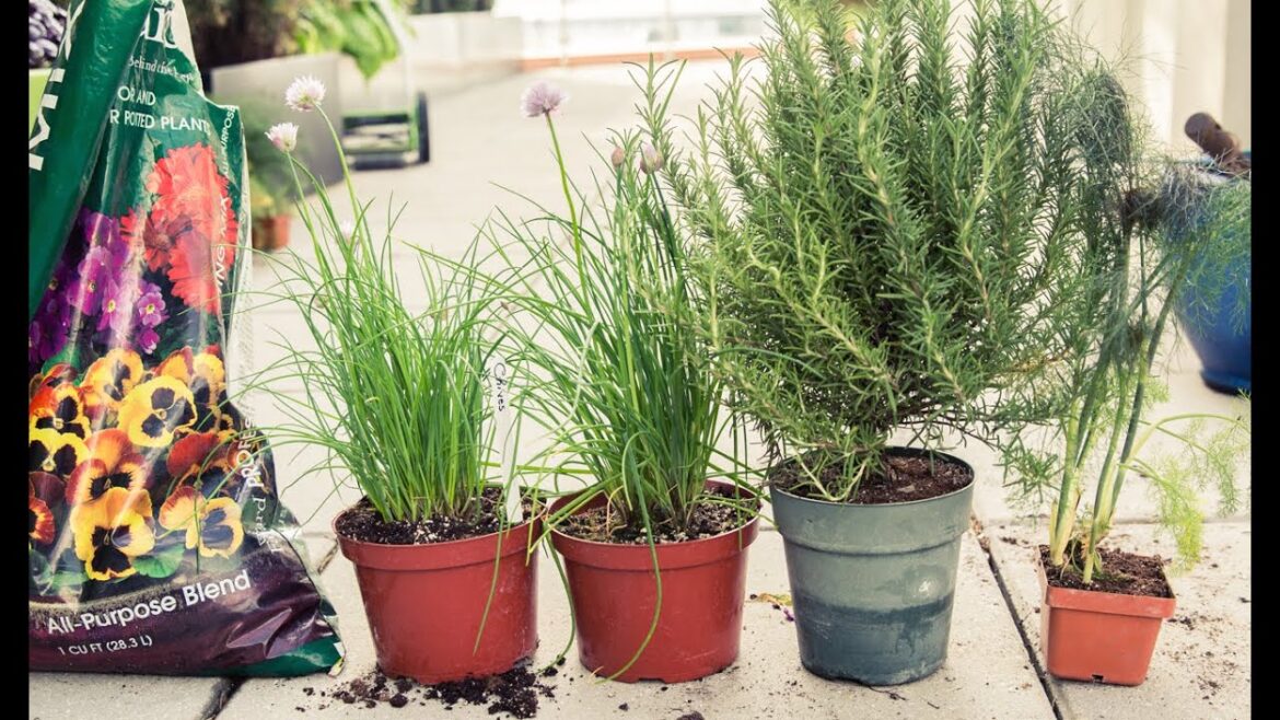 Lily Kwong's Gardening Tips