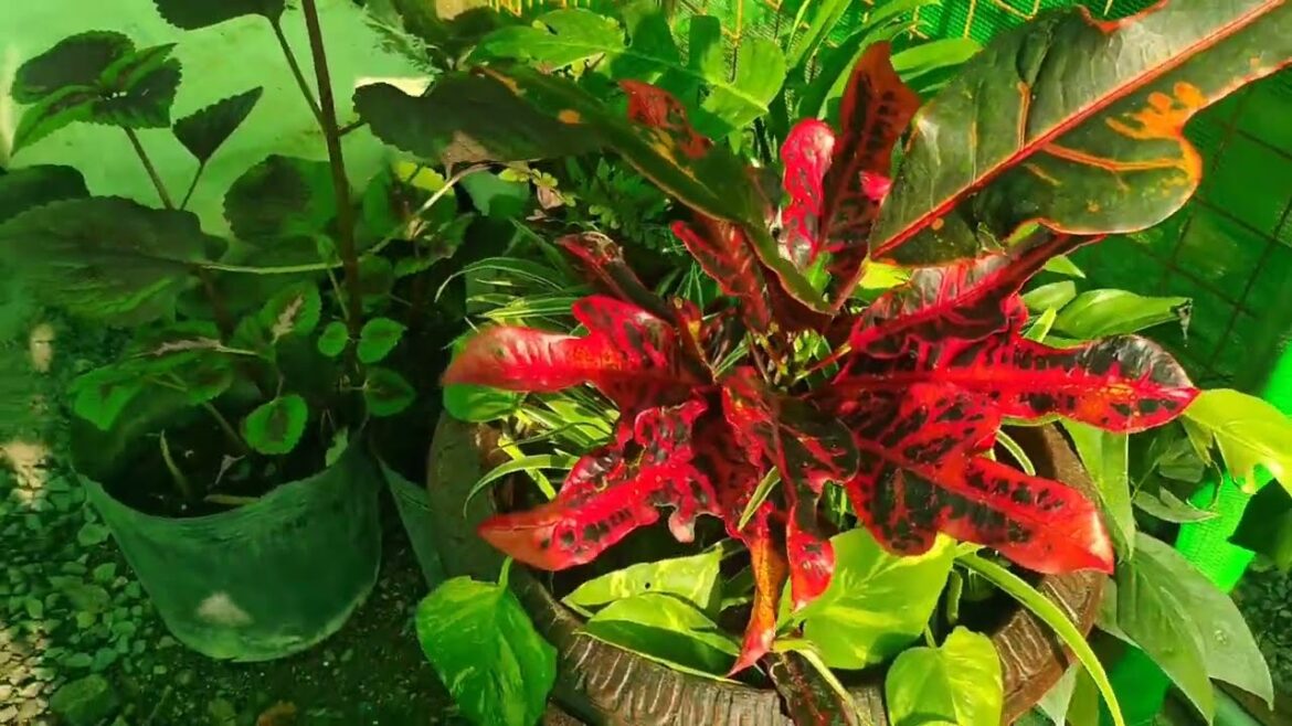 🌱🪴🦋PLANTs inside the new nursery. A work in progress. 🌿🍃#gardening #plants  #containergardening