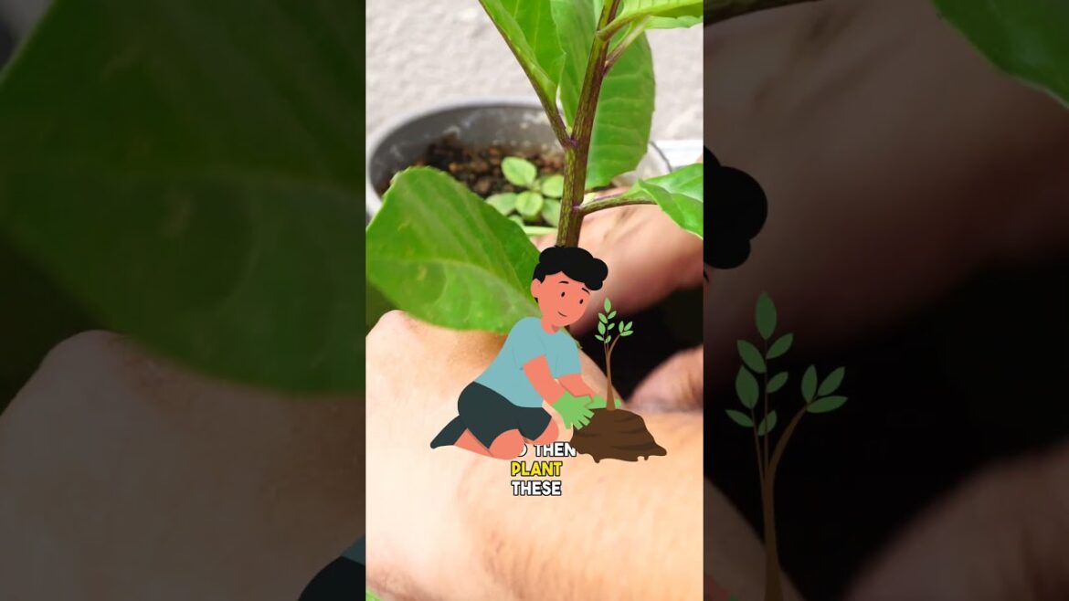 Unlocking the Secret to Propagating Longevity Spinach | Shorts