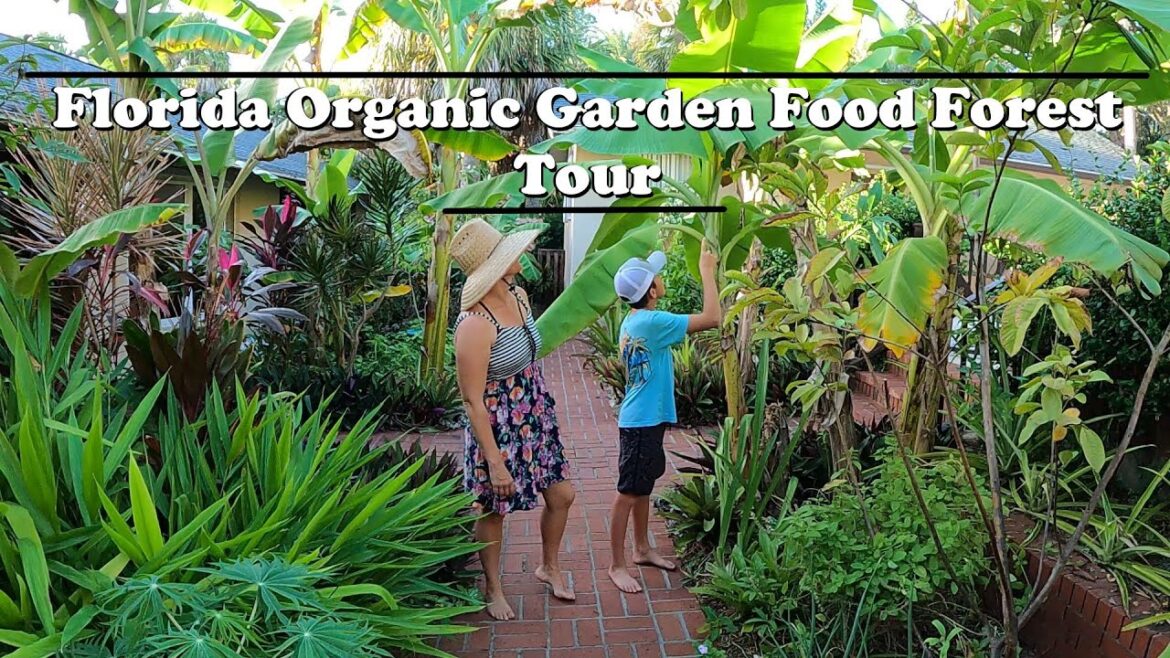 Florida Organic Edible / Tropical Garden Food Forest Tour | October Zone 10a Florida Organic Edible / Tropical Garden Food Forest Tour | October Zone 10a