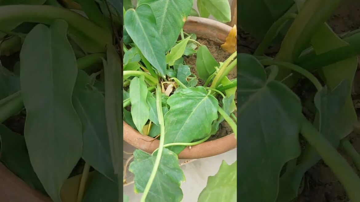 Mera #rooftopgarden #terracegarden #kitchengarden #viralvideo #shortvideo #gardening #freshherbs