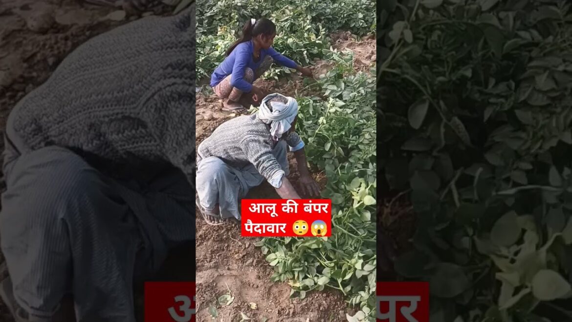 #potato #shortfeed #trendingshorts #viral #trending #viralvideo