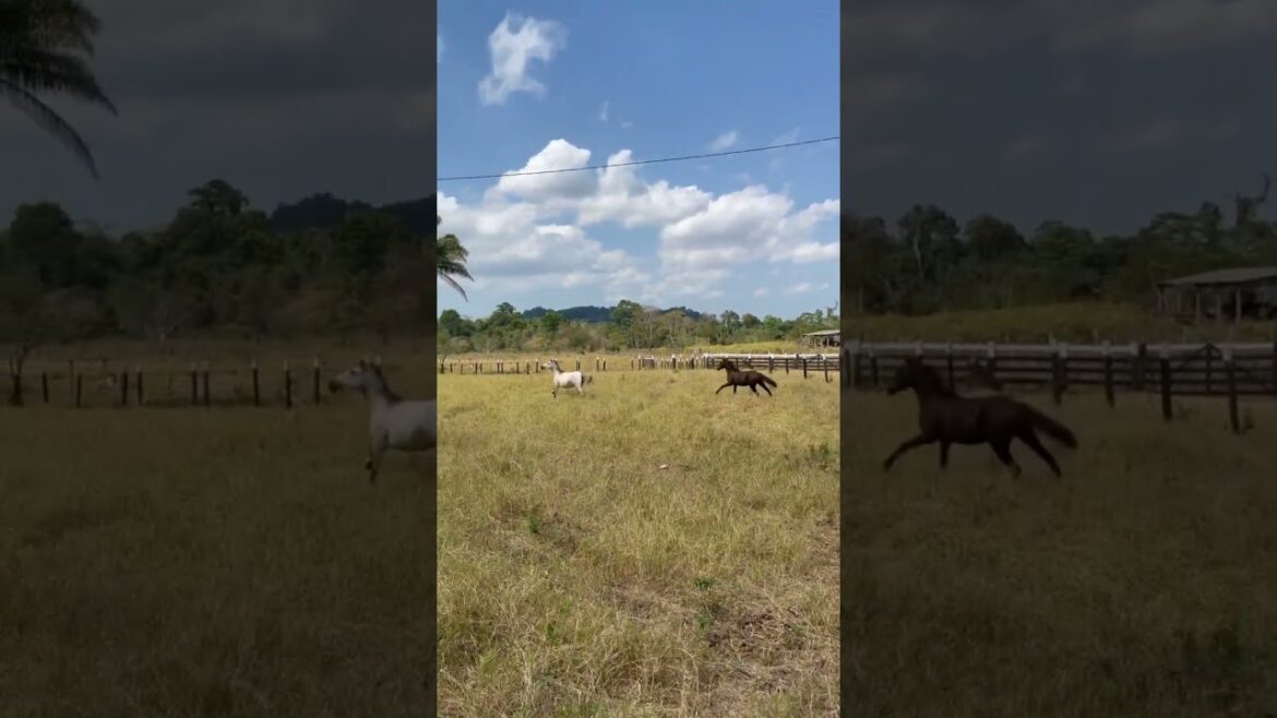 #agriculture #youtubeshorts #farming #noamancreation #farmforsale