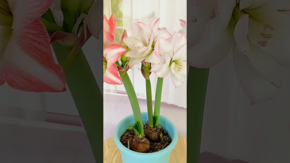 Achieve inner peace and stress relief with these flower gardening tips at home Ep 56