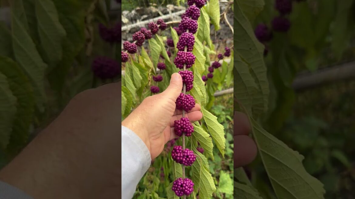 10 different fruit to pick in October and November – fall fruits #gardening #garden 10 different fruit to pick in October and November - fall fruits #gardening #garden