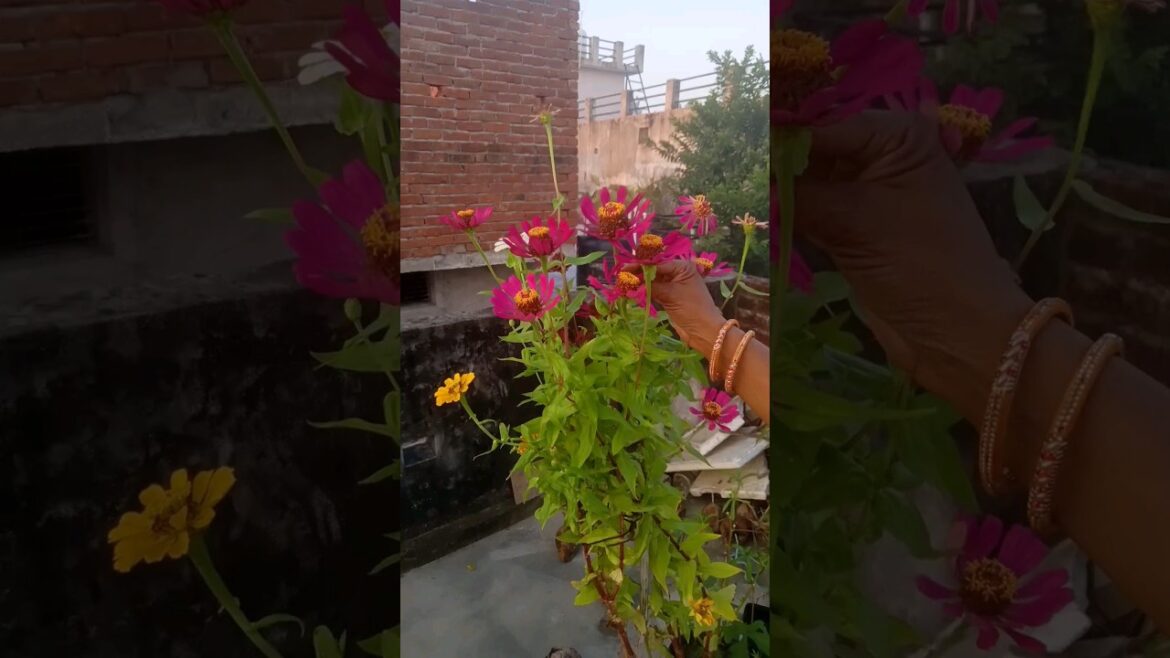 Beautiful Flowers My Garden #shorts #shot #terrace #gardening Beautiful Flowers My Garden #shorts #shot #terrace #gardening