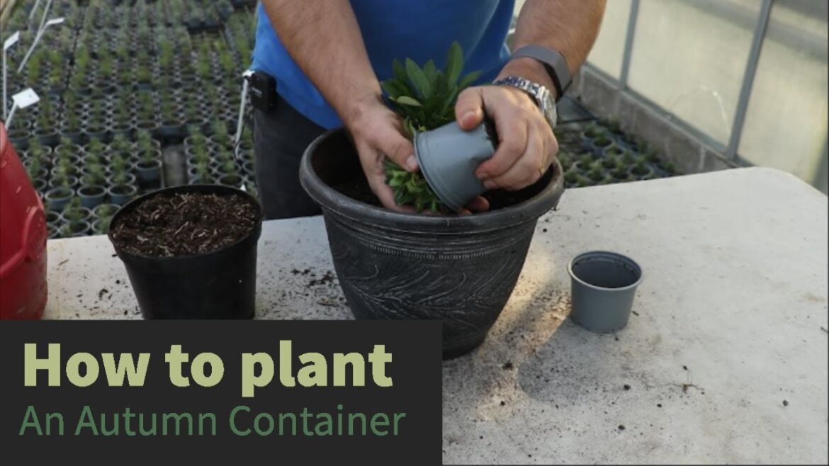EP188 – Plant an autumn container with 2 of our favourite perennial plants, Aubreita and Erysimum EP188 - Plant an autumn container with 2 of our favourite perennial plants, Aubreita and Erysimum