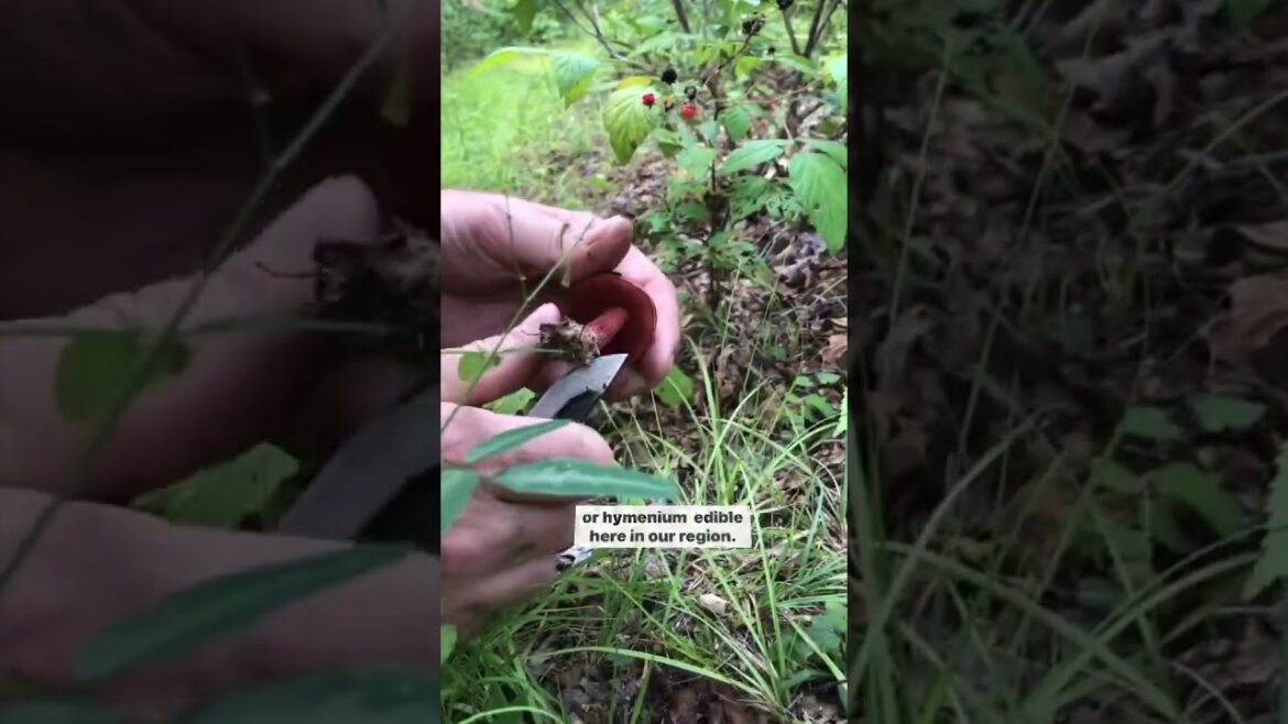 BRIGHT RED edible mushroom?!? #ediblemushrooms #mushroomforaging #mushroomhunting