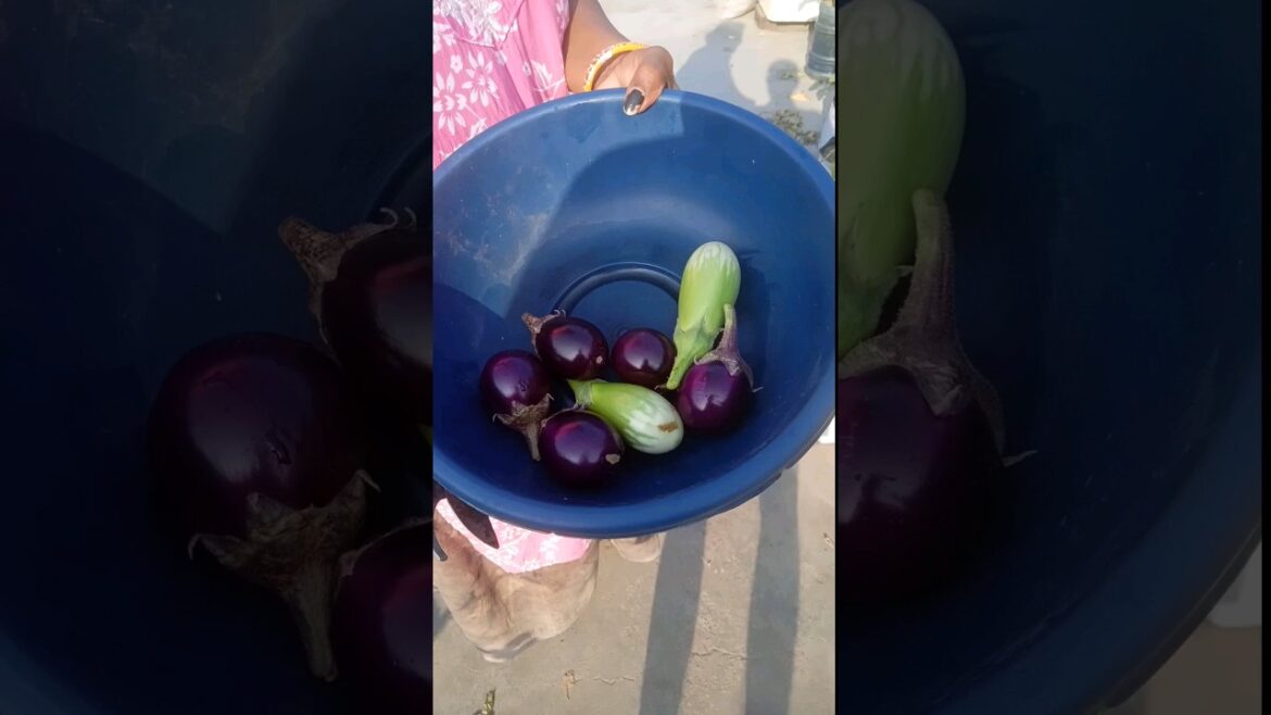 Harvesting Vegetables #shorts #shot #terrace #gardening Harvesting Vegetables #shorts #shot #terrace #gardening