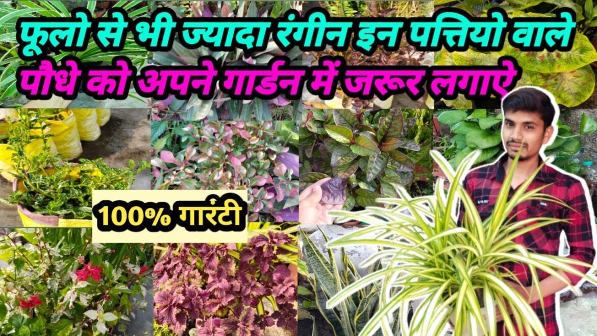 फूलो से भी ज्यादा रंगीन इन पत्तियो वाले पौधे को अपने गार्डन में जरूर लगाऐ@amantarracegarden फूलो से भी ज्यादा रंगीन इन पत्तियो वाले पौधे को अपने गार्डन में जरूर लगाऐ@amantarracegarden