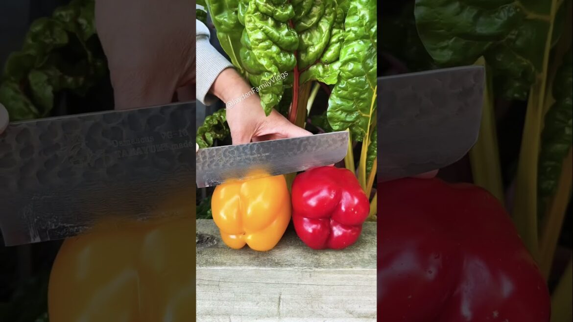 Bell Peper 🫑 Cutting Red Or Yellow ?!? 😍 #shorts #satisfying #garden #fyp #bellpepper #food