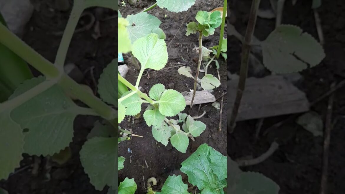 கற்பூரவல்லி #plants #garden #growth #tips #herbs #youtube #yt #video #viral #trending #tamil #shorts