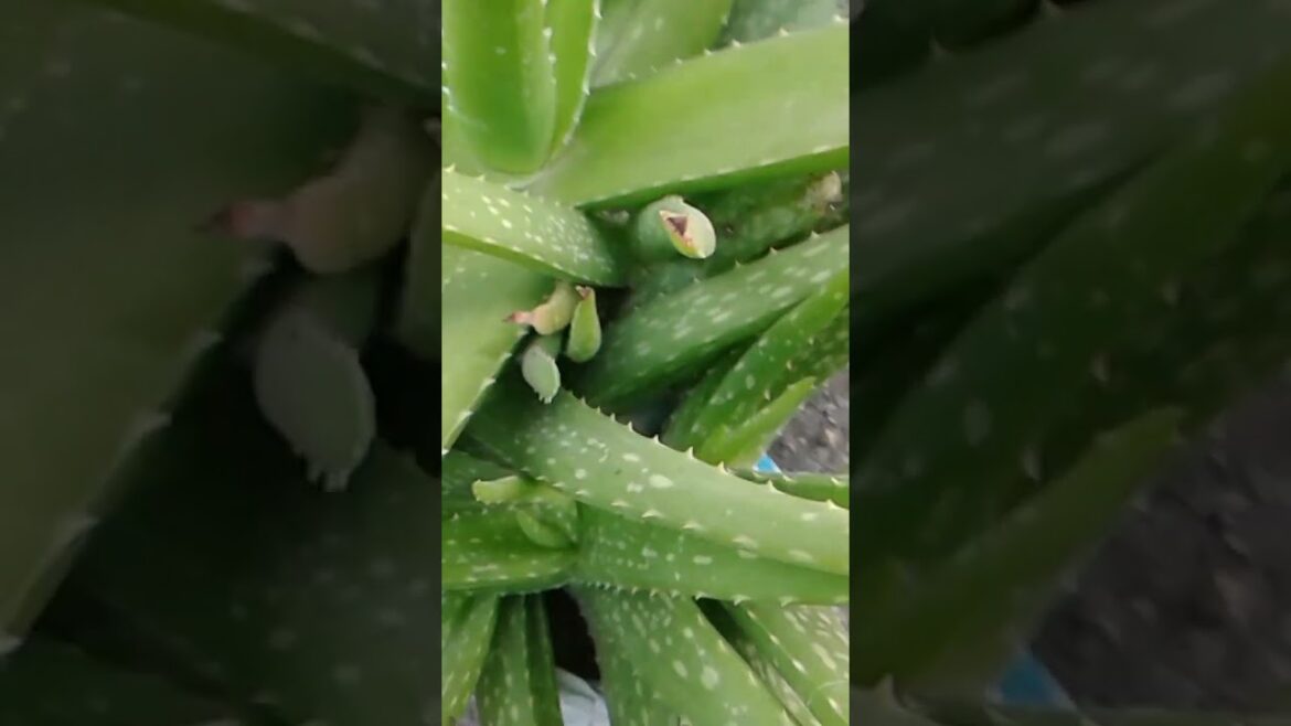 DIY Vegetable Gardening in Plastic Packets #shorts #shortschallenge #balconygarden DIY Vegetable Gardening in Plastic Packets #shorts #shortschallenge #balconygarden