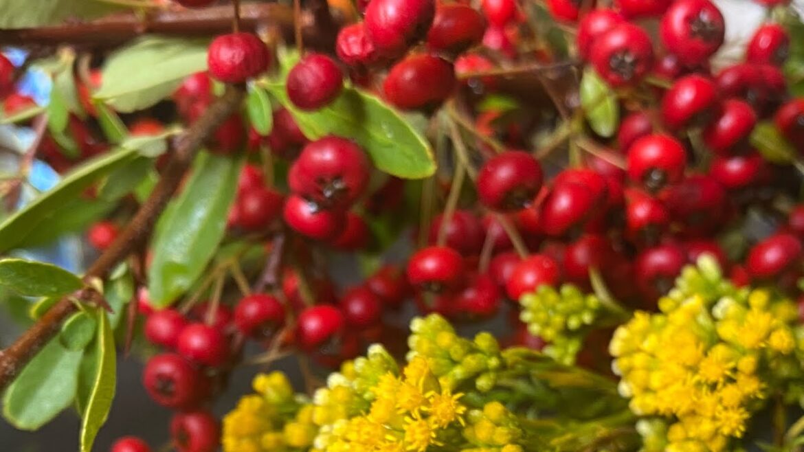 Flower Arrangement Ideas 177 Euthamia or Pyracantha and Goldenrod. Flower Arrangement Ideas 177 Euthamia or Pyracantha and Goldenrod.