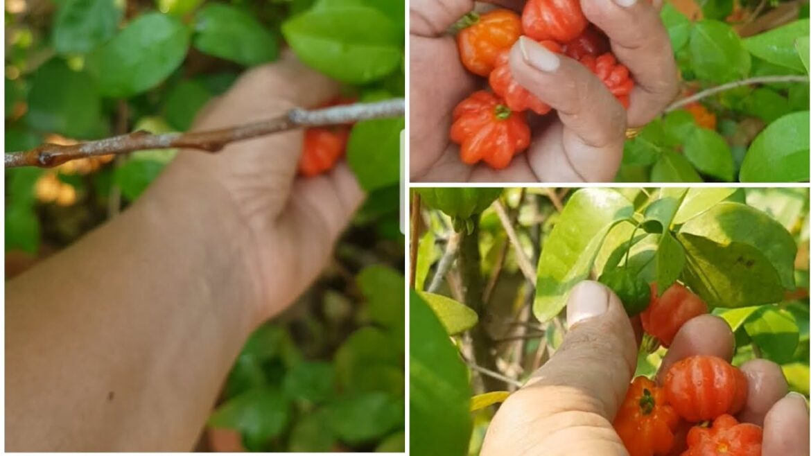 Harvesting Brazilian Cherries in terrace garden | Brazilian Cherries | Perfect Edible|#shorts #viral