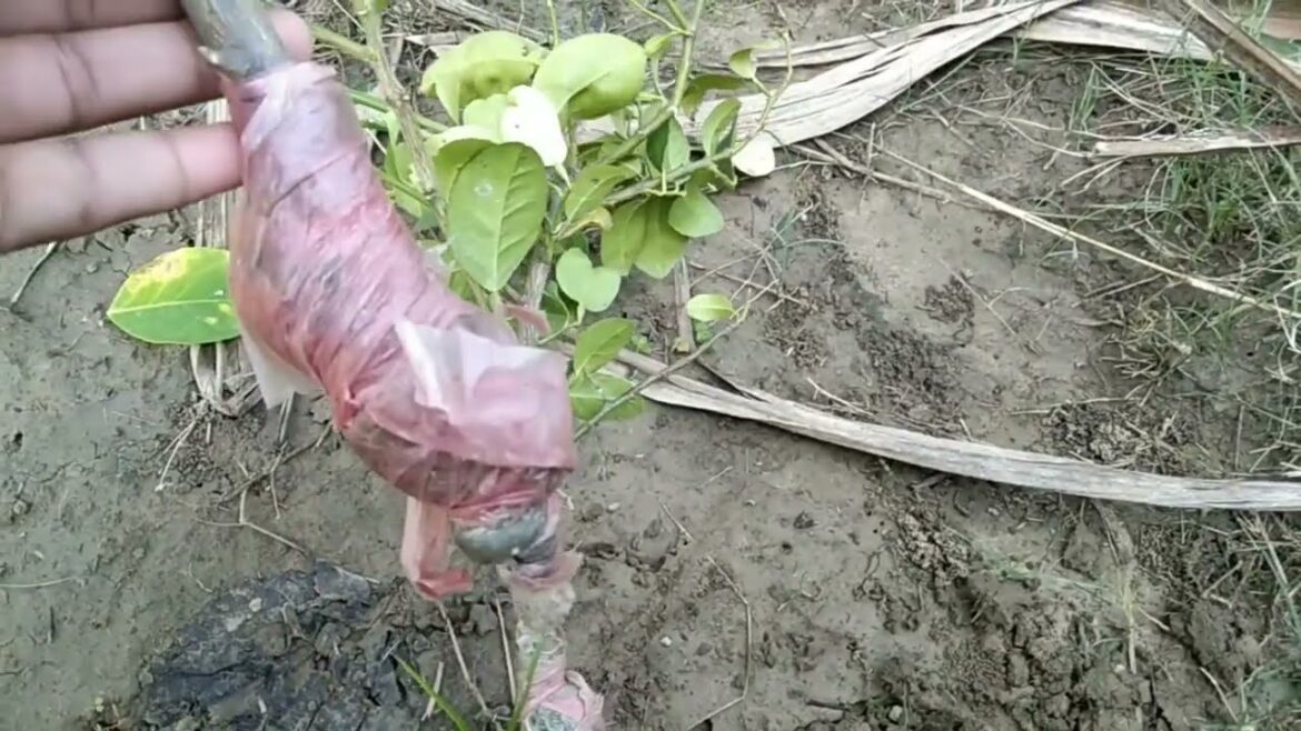 Citrus graf planting, tips and tricks Citrus graf planting, tips and tricks