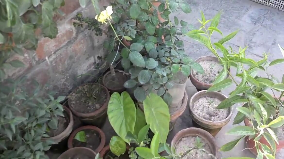 Kitchen Gardening Overview | Beginning Vegetable Gardening April-2016 (Urdu/hindi)