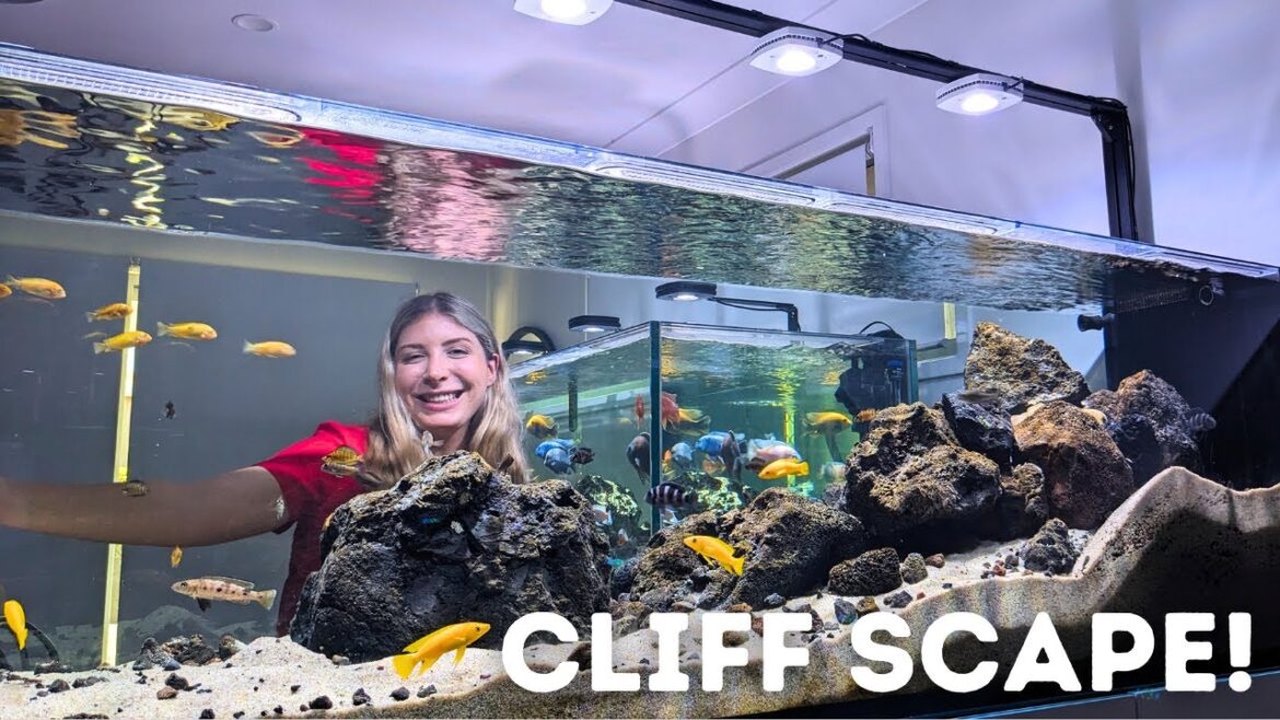 Building a ROCK BANK in my aquarium!