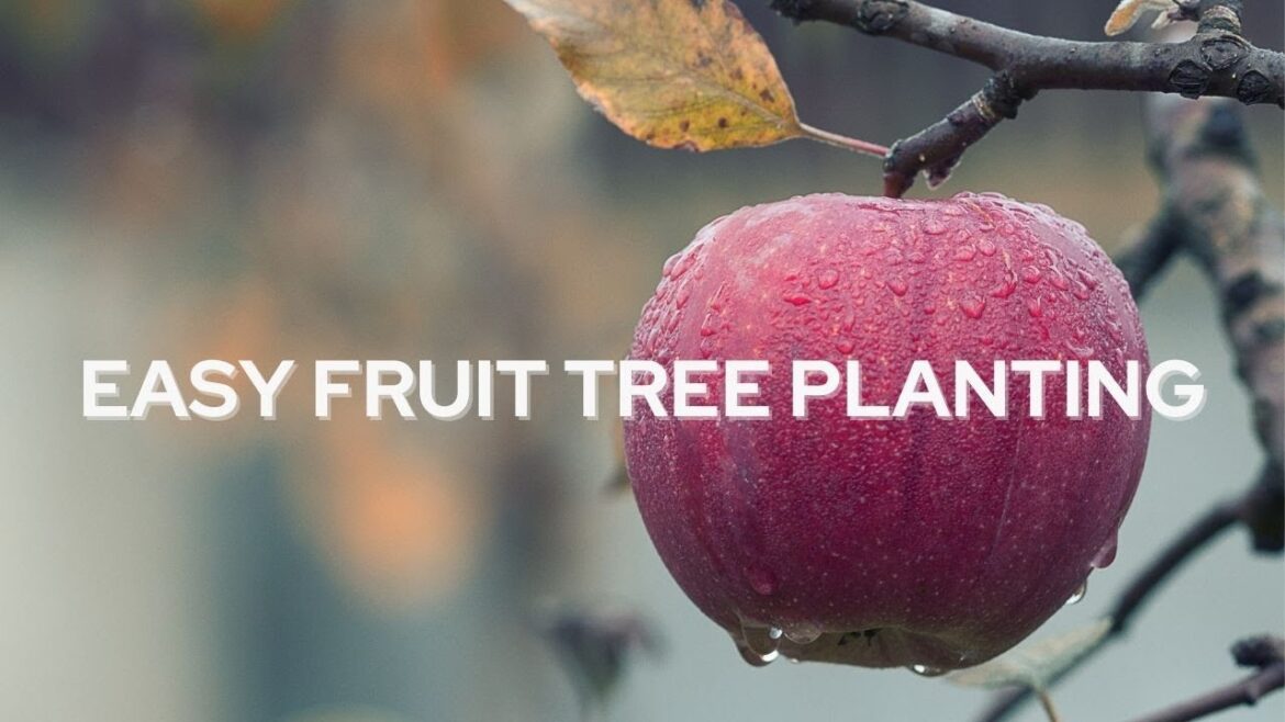 How to Plant Fruit Trees the Easy Way How to Plant Fruit Trees the Easy Way