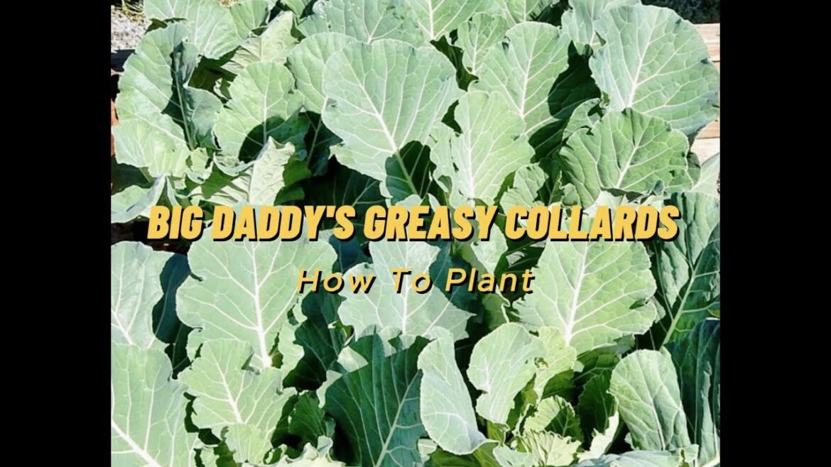 Avoid the Top Mistakes and Successfully Plant 'Big Daddy's' Greasy Collards from Seed